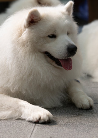 big white dog lying on the background soft focus close upの写真素材