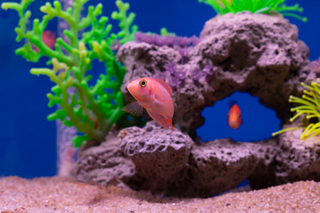beautiful fish tank on blue skin background lsolated portrait,の写真素材