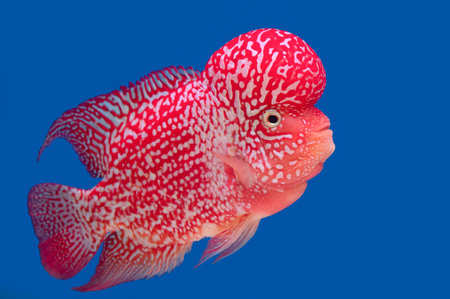 Hunched cichlid close-up, background with copy space.の写真素材