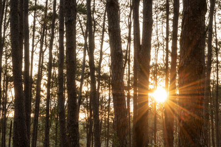 The morning sunrise of the pine forest at Pine Bo Kaeo garden on natural background.の写真素材