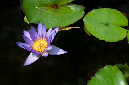 Natural ground lotus flower on black backgroundの写真素材