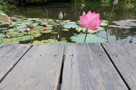 wooden table on the walkway natural lotus pond backgroundの写真素材
