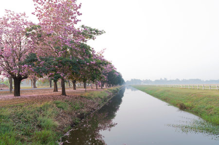 Pink trees in the park, nature background or flowers with blurred background.