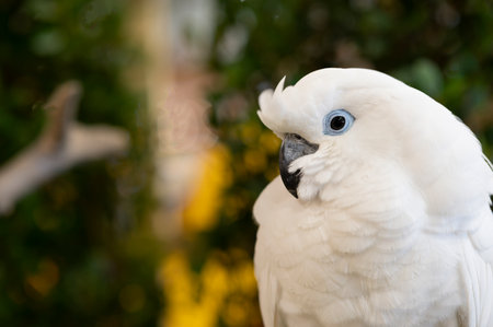 White crested cockatoo on timber for backgroundの写真素材