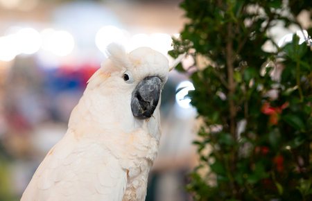 White crested cockatoo on timber for background