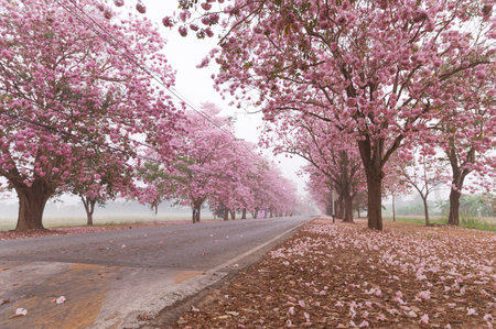 Pink Panthip flowers blooming in the park, outdoor on blurred road background.の写真素材