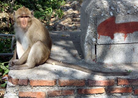 Hua Hin, Thailand, March 2010 - Wild ape in Thai templeのeditorial素材