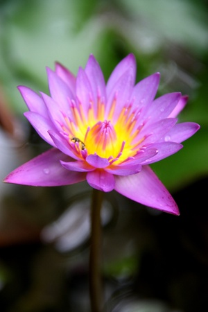 Purple Lotus の写真素材