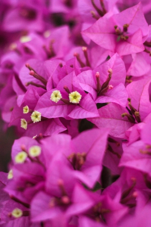  Bougainvillea hybridaの写真素材