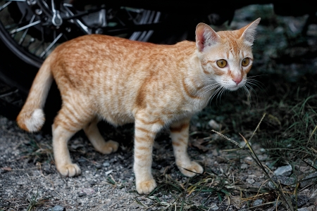 Cat familyの写真素材