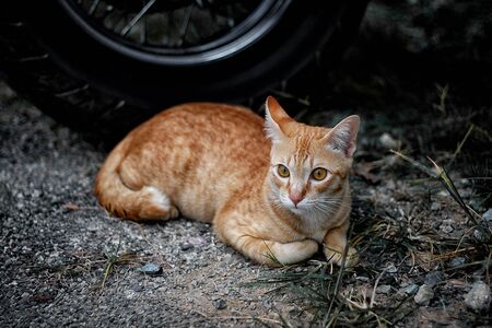 Cat family