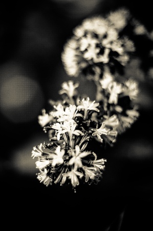 Flower Monochromeの写真素材