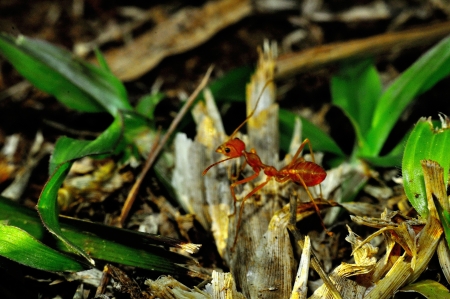 Ant on the Floorの写真素材