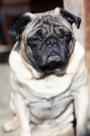 Pug puppyの写真素材
