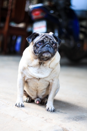 Pug puppyの写真素材