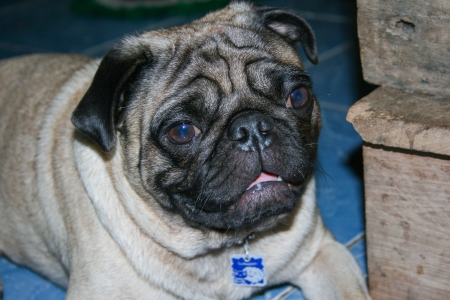 Pug puppyの写真素材