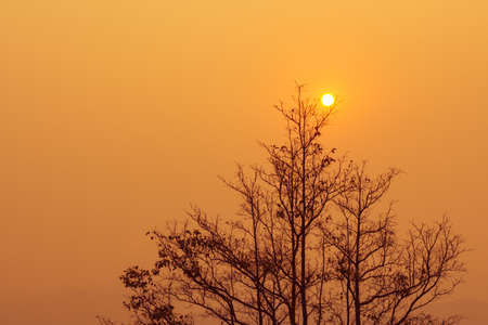 Golden Evening Landscapeの写真素材