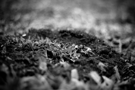 Ant s nest の写真素材