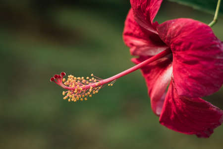 Hibiscusの写真素材