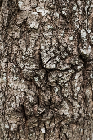 Bark Texture