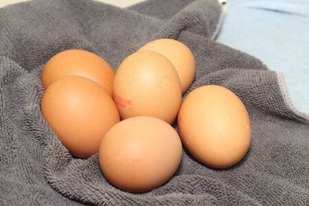 Organic eggs の写真素材
