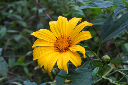 Mexican Sunflower Weed