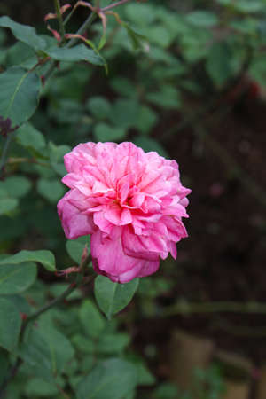 Pink Flowers in the garden from Doi Ang Khang Thailandの写真素材