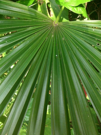 Green natureの素材