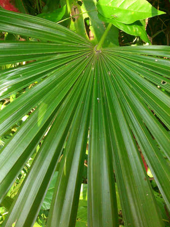 Green natureの素材