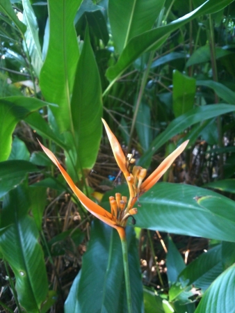 Orange flowerの素材