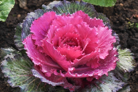 Ornamental cut kale in the gardenの写真素材