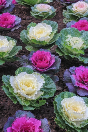 Ornamental cut kale in the gardenの写真素材