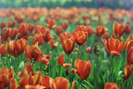 beautiful tulipsの写真素材