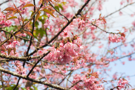 Cherry blossoms  Sakura  of Thailandの写真素材