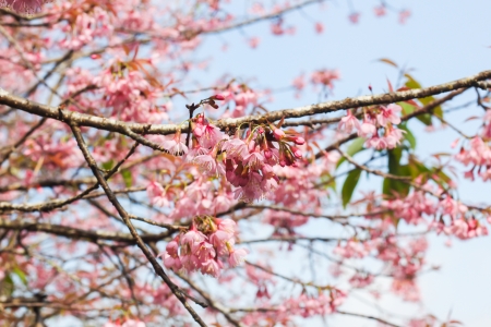 Cherry blossoms  Sakura  of Thailandの写真素材