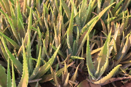 Aloe barbadensis Millの写真素材