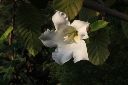 White Flower in the garden の写真素材