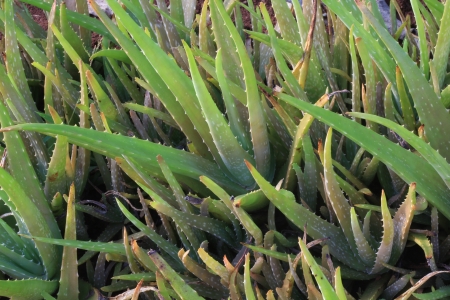Aloe barbadensis Millの写真素材