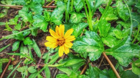 Yellow flower on the green natureの素材