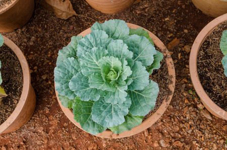 ornamental leaved Kale on gardens