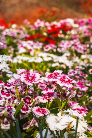 beautiful flowers with green backgroundの写真素材