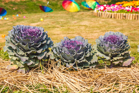 ornamental leaved Kaleの写真素材