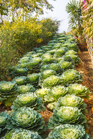 ornamental leaved Kaleの写真素材