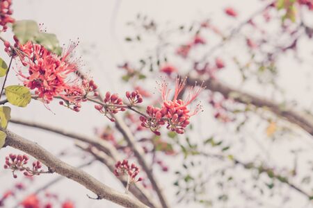 Phyllocarpus septentrionalis Donn. Smith, Vintage filterの写真素材