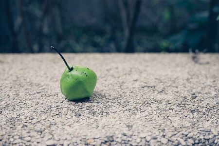 the plants on rocky ground, vintage filterの写真素材