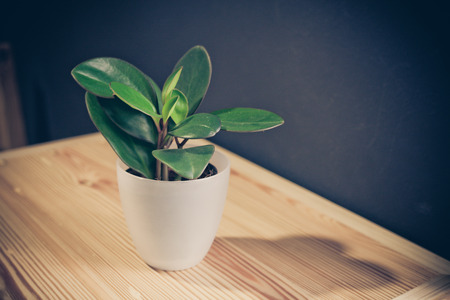 Flower pot on the wooden table, vintage filter.の写真素材