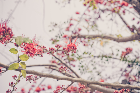 Phyllocarpus septentrionalis Donn. Smith, Vintage filterの写真素材