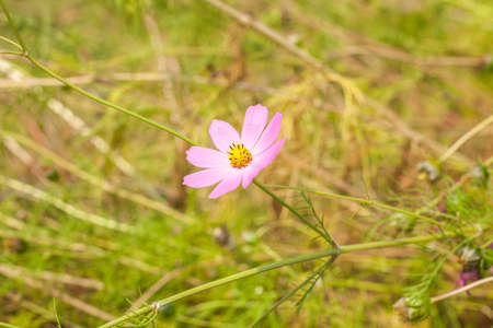 Cosmos flowers blooming in the gardenの写真素材