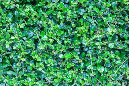 Green leaves texture backgroundの写真素材