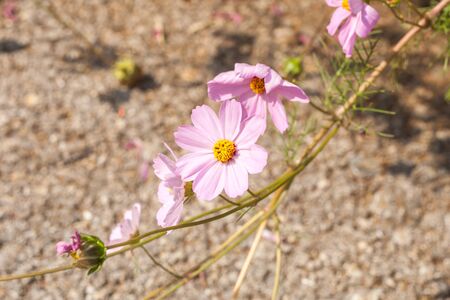 Cosmos flowers blooming in the gardenの写真素材